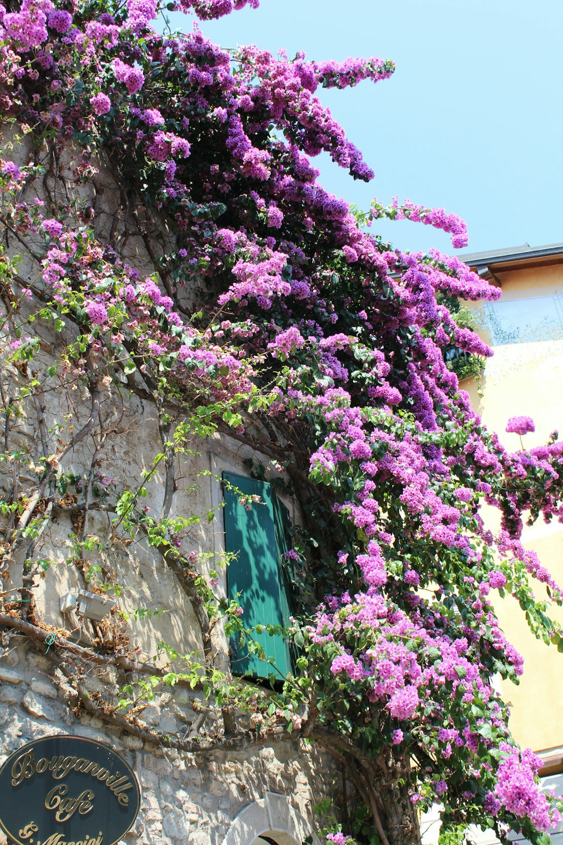 pink cherry blossom tree near white concrete house during daytime